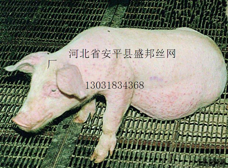 養(yǎng)豬網(wǎng).jpg